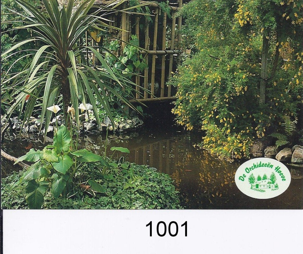 X290 ongelopen ansichtkaart orchideeën hoeve Luttelgeest, Ophalen of Verzenden, 1980 tot heden, Gelopen