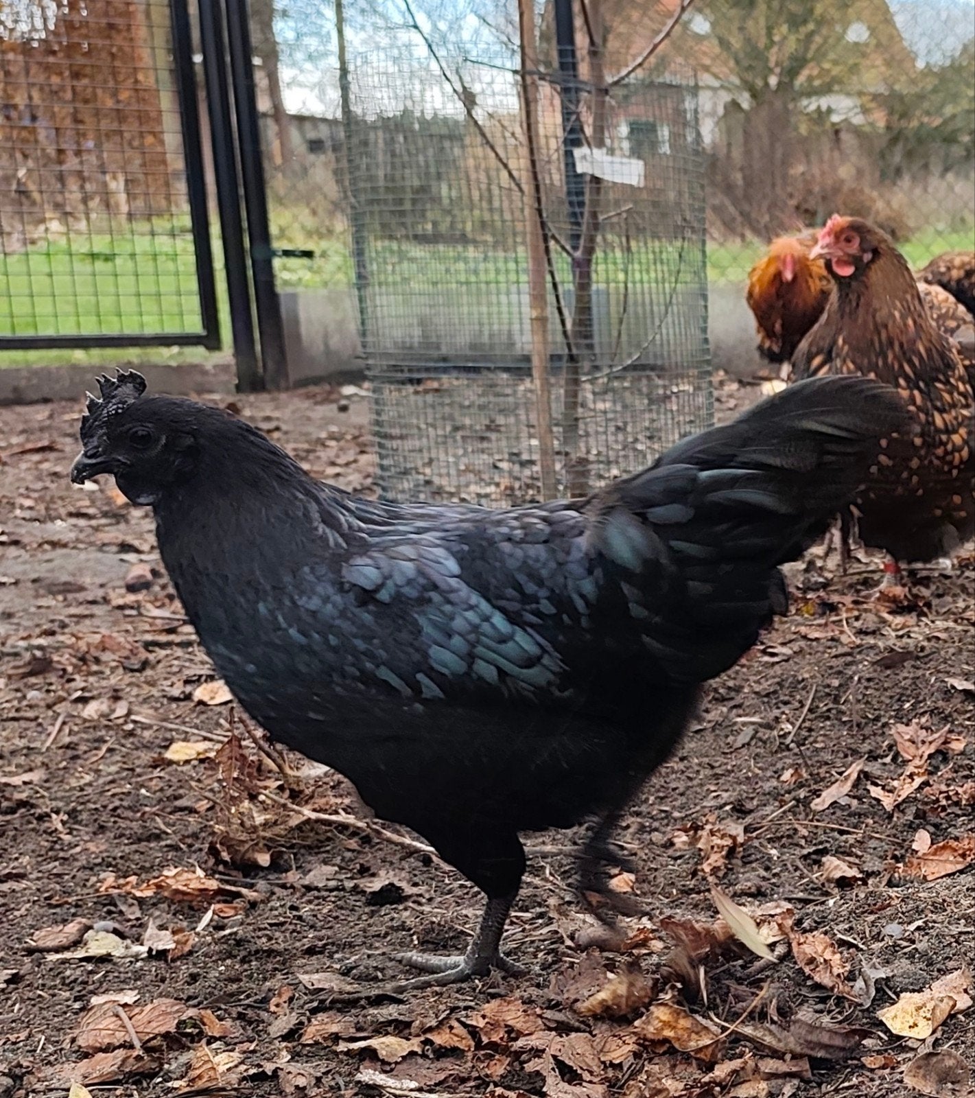 Trio Hennen: Cream Legbar, Marans & Ayam Cemani (3 Kleuren), Meerdere dieren, Kip