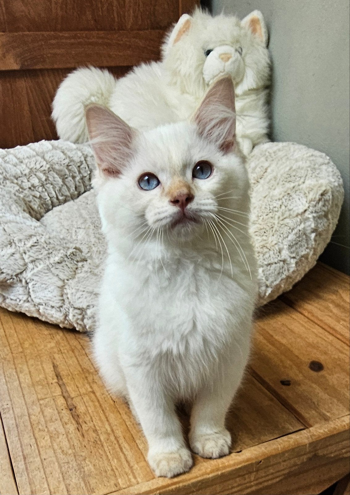 Cinnamon tabby point Ragdoll katertje met Stamboom, Kater, Met stamboom