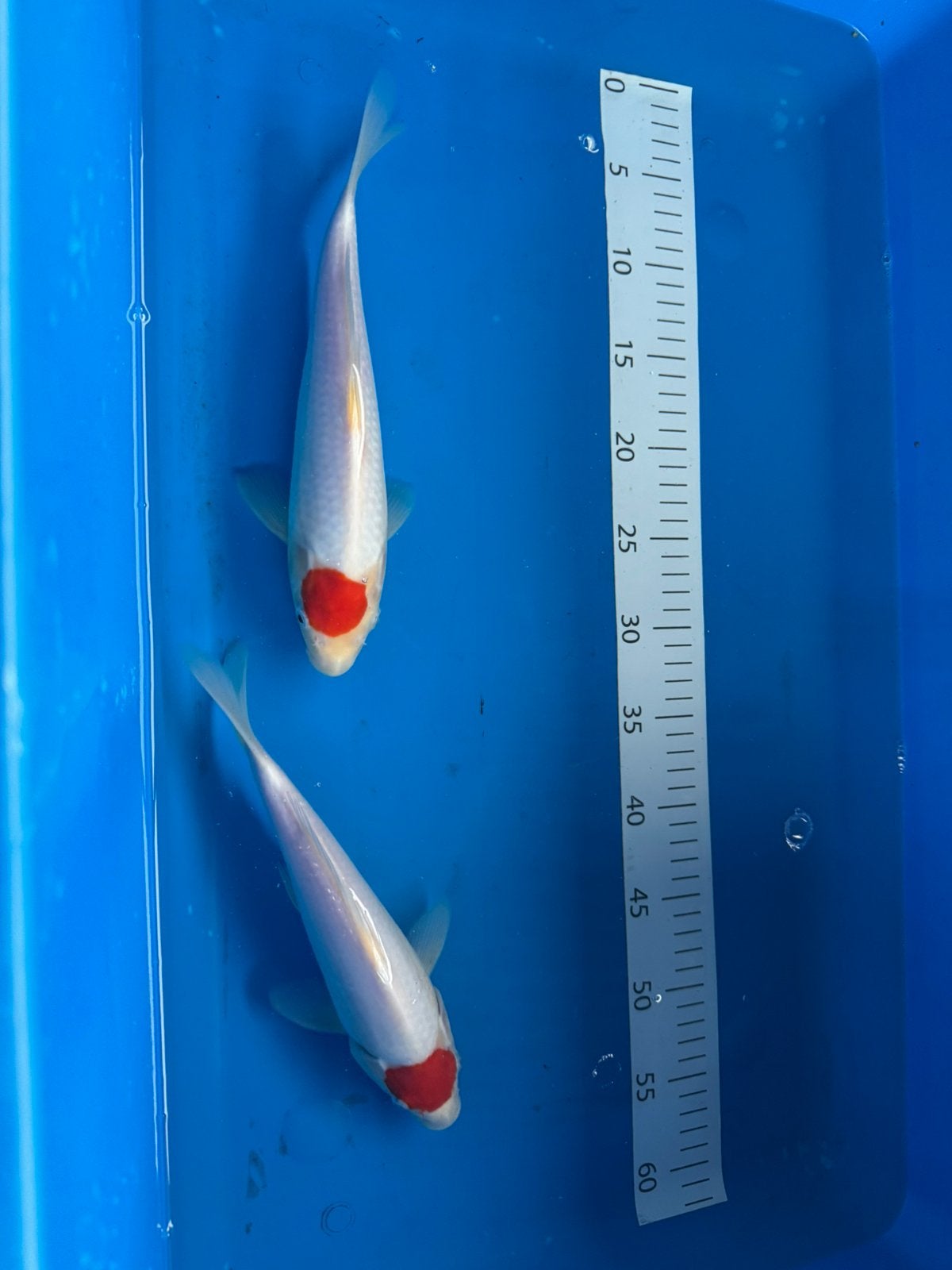 Tancho Kohaku ACTIE ‼️‼️, Karper of Koi