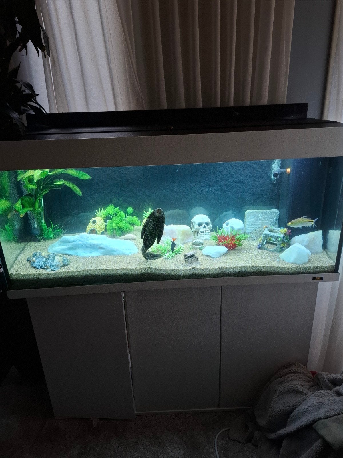 Juwel aquarium  met pomp verliching tijd schakelaar thermost, Ophalen, Gebruikt, Inclusief vissen, Gevuld zoetwateraquarium