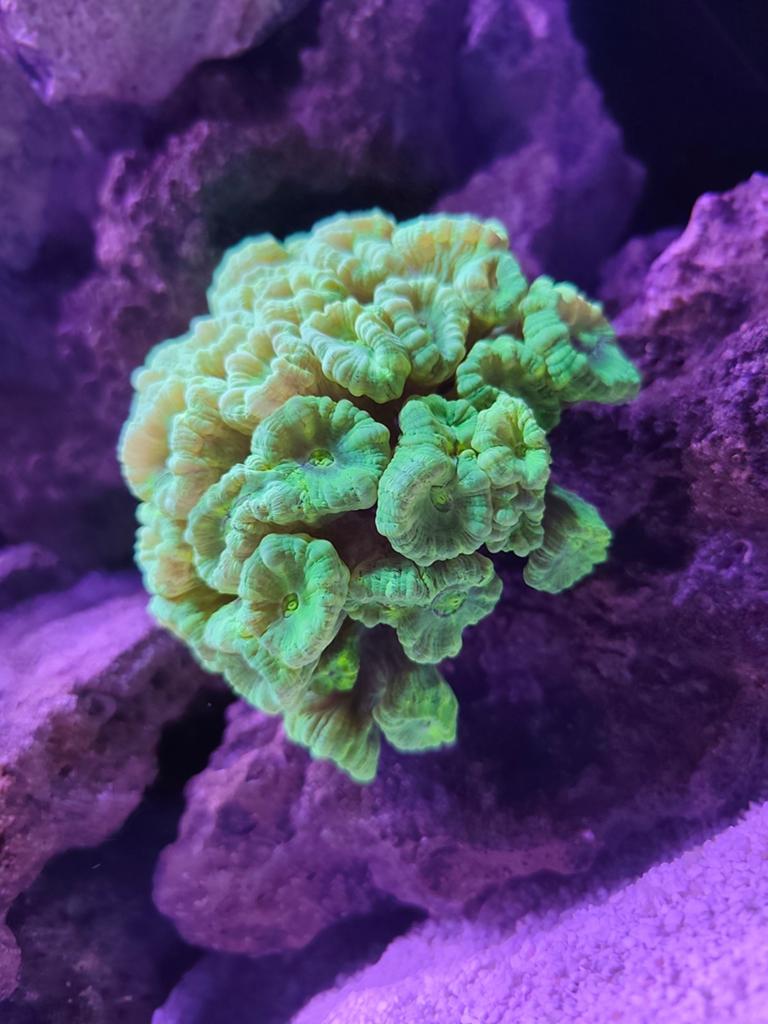 Xl koralen zeeaquarium en vissen, Ophalen, Nieuw, Gevuld zeewateraquarium