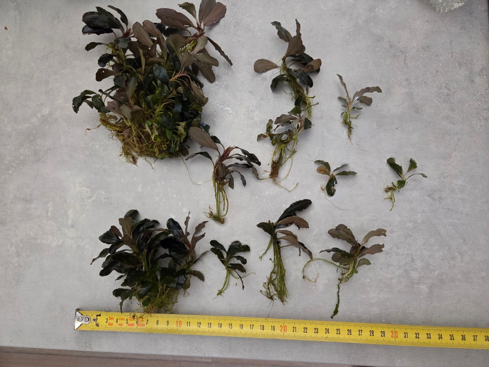 Bucephalandra sp. 'Red' planten set, Dieren en Toebehoren, Vissen | Aquaria en Toebehoren, Ophalen of Verzenden, Plant(en), Steen of Hout