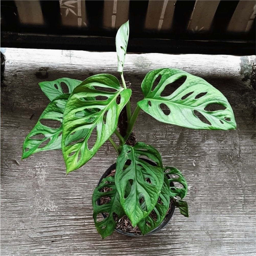 Voordeelpakket zeldzame onbekenden - Monstera, Huis en Inrichting, Verzenden, Halfschaduw, Minder dan 100 cm