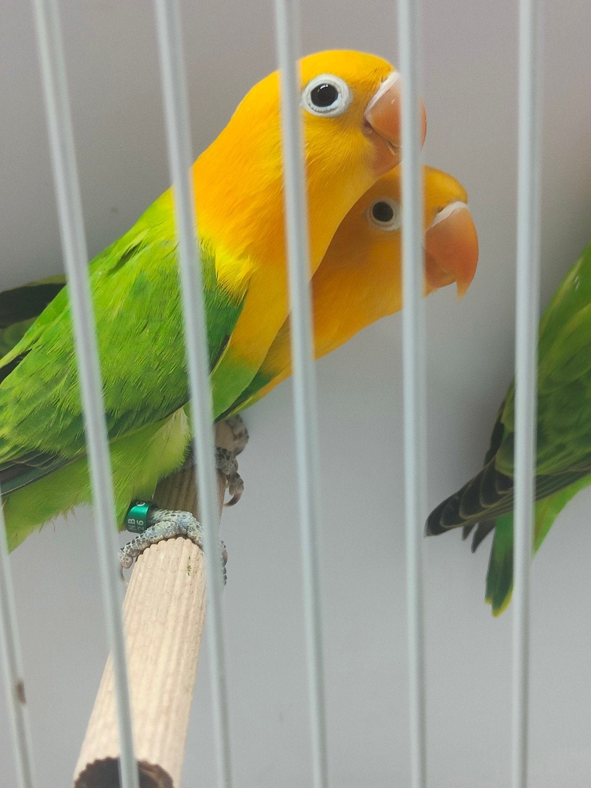 Te koop, Dieren en Toebehoren, Vogels | Parkieten en Papegaaien, Meerdere dieren, Dwergpapegaai of Agapornis, Geringd