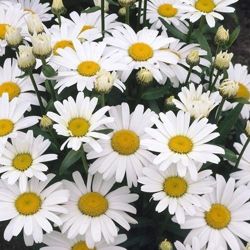 24x margriet vaste plant, Tuin en Terras, Planten | Tuinplanten, Ophalen, Vaste plant, Overige soorten, Volle zon