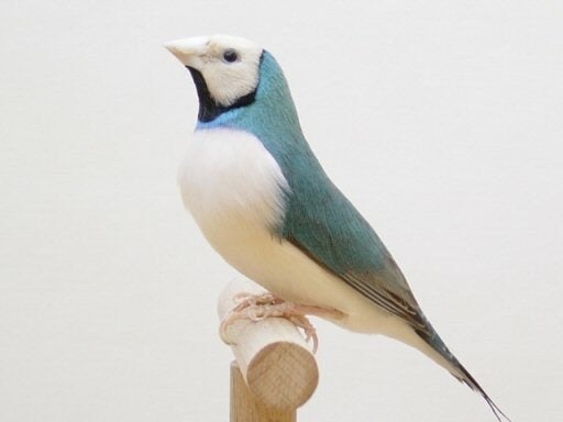 Gezocht koppel blauwe gouldamadines geringd (foto voorbeeld), Dieren en Toebehoren, Vogels | Kanaries