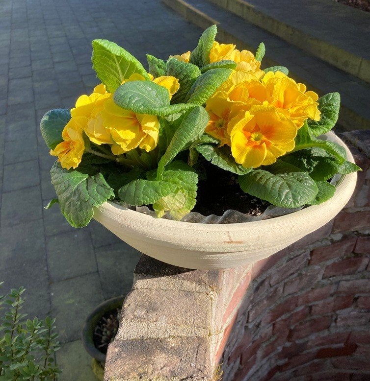 GROTE TERRACOTTA PLANTENSCHAAL DIA 31,5 CM NIEUW, 25 tot 40 cm, -, -, Rond