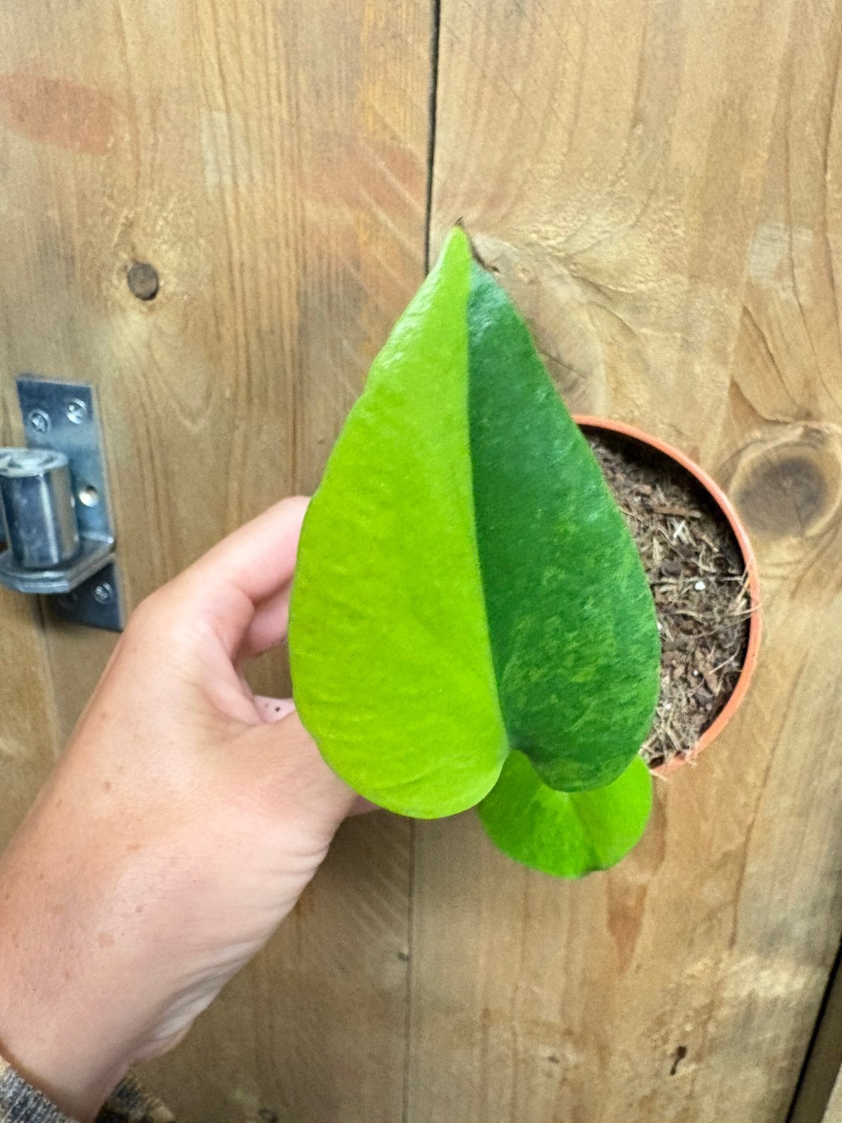 Monstera deliciosa variegata plant lemon lime halfmoon, Ophalen of Verzenden, Halfschaduw, Minder dan 100 cm