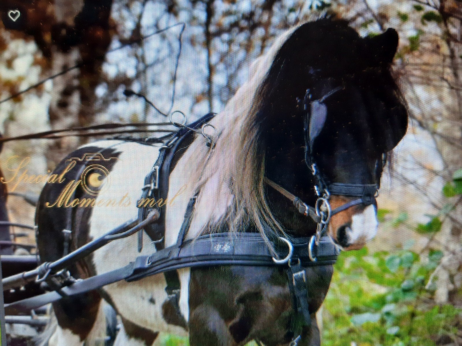pony menpony  dekhengst enkelspan bonte D pony, Hengst, D pony (1.37m tot 1.48m), Gechipt, 7 tot 10 jaar