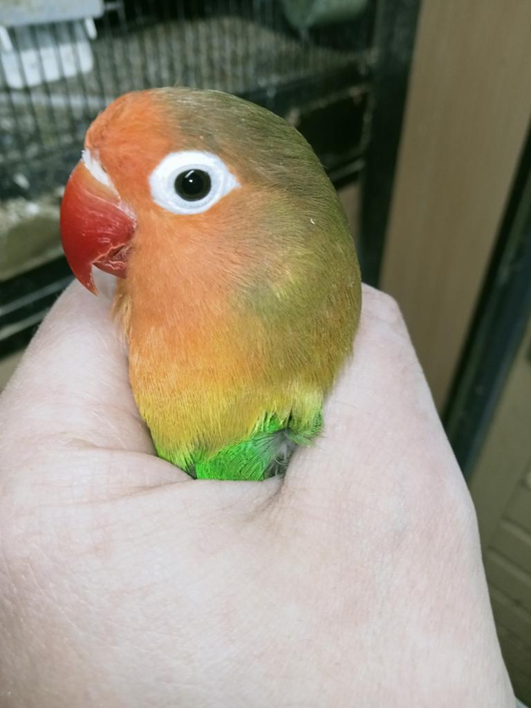 Prachtige piep jonge xxl agapornis fisheri lovebirds, Meerdere dieren, Dwergpapegaai of Agapornis, Geringd
