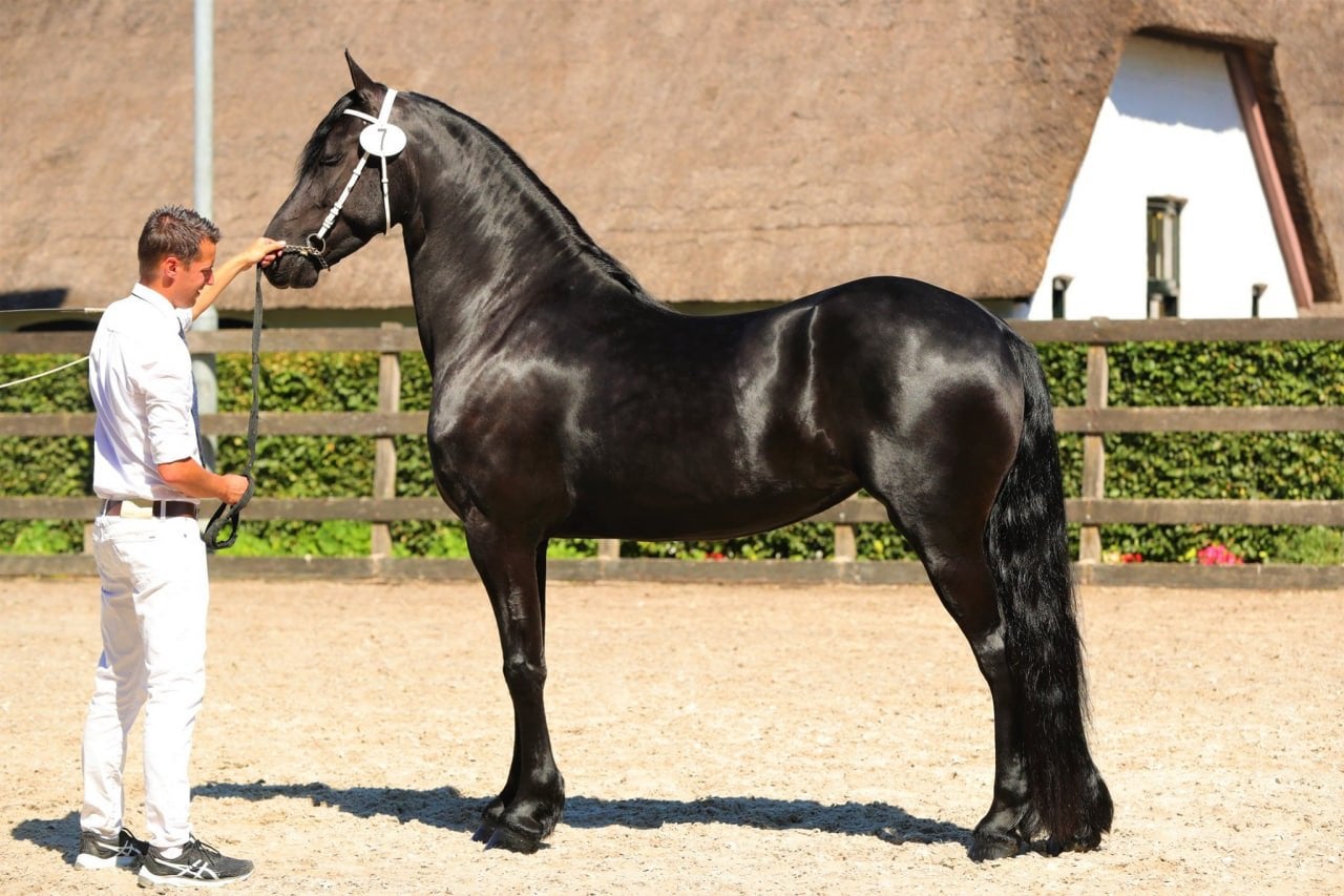 Prachtige kfps stermerrie  alwin x beart, Dieren en Toebehoren, Paarden, Merrie, Met stamboom, B, Dressuurpaard