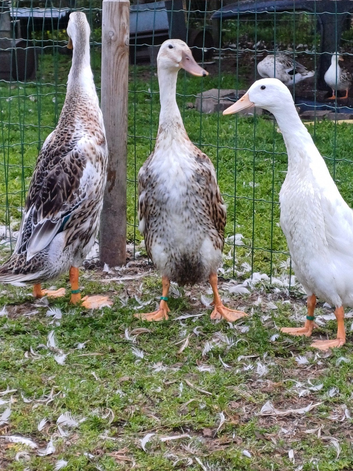Appelyard loopeenden, Meerdere dieren, Eend