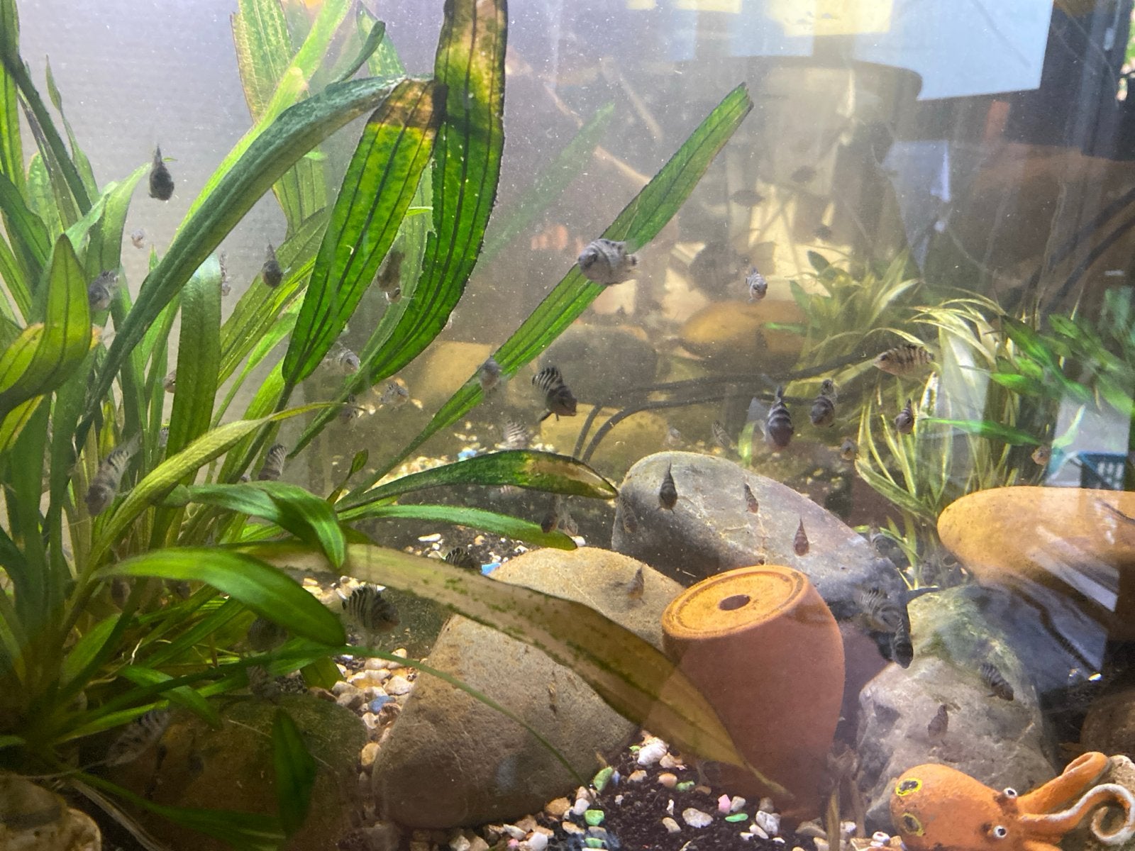 Zebracichlides jonkies ong tussen 0,5 en 1,0 cm groot, Dieren en Toebehoren, Vissen | Aquariumvissen, Vis