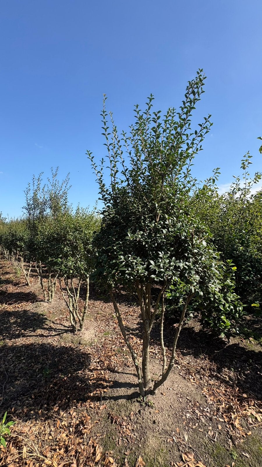Osmanthus burkwoodii | meerstammige groenblijvende vormen, Tuin en Terras, Ophalen of Verzenden, Halfschaduw, Overige soorten