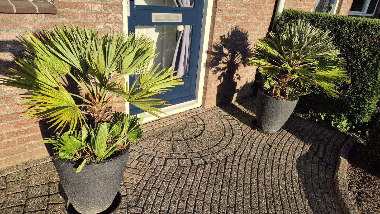 2 Winterharde waaierpalmen (Trachycarpus fortunei), Tuin en Terras, Ophalen, Vaste plant