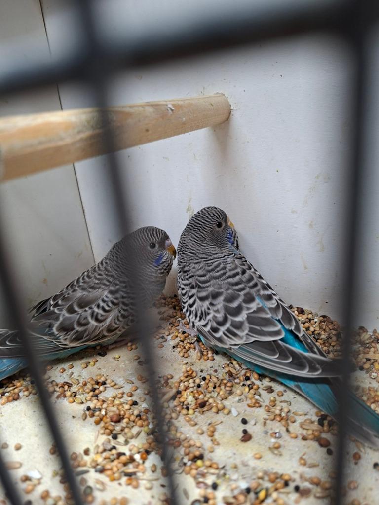 Koppel blackface blauw, Meerdere dieren, Parkiet