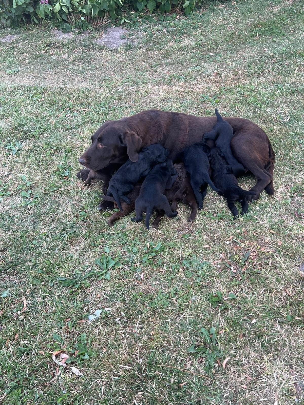 Super gesocialiseerde Goldendoodle x Labrador pups!, Parvo, Overige rassen, 8 tot 15 weken, Meerdere