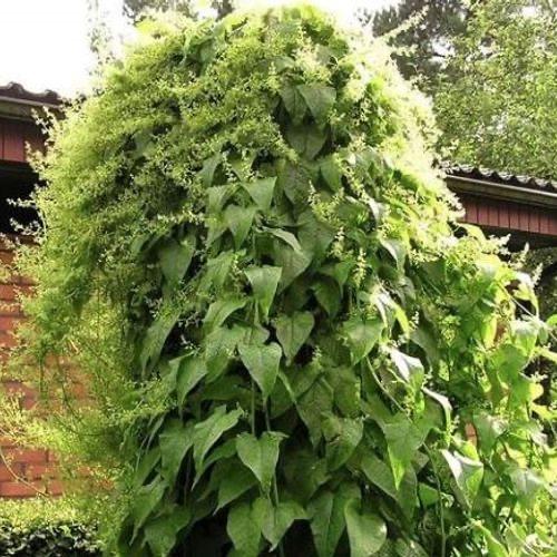Kaukasische rankspinazie (Hablitzia tamnoides), Ophalen of Verzenden, Halfschaduw, Zomer, Groenteplanten