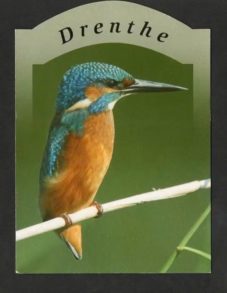 IJsvogel op Rietstengel Alcedo Atthis Drenthe., Ophalen of Verzenden, 1980 tot heden, Ongelopen, Vogel