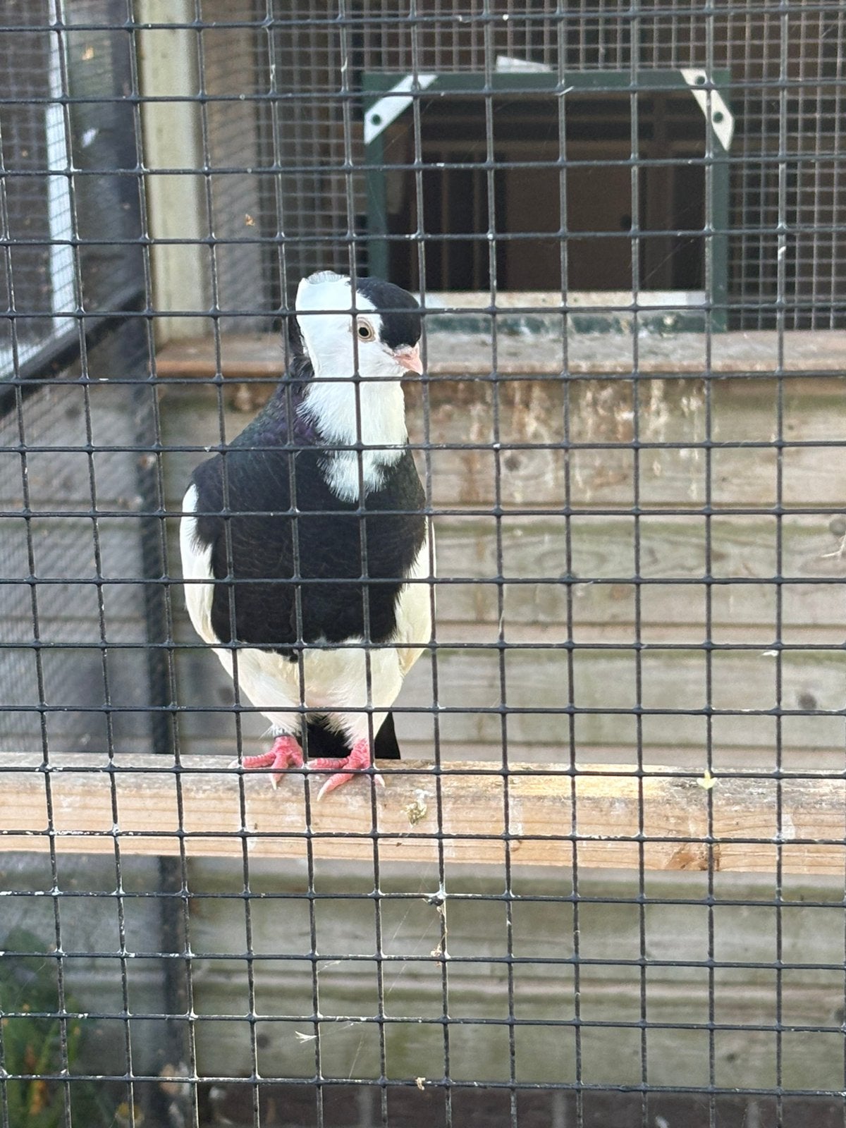 Twee koppels Felegyhazer tuimelaars, Meerdere dieren