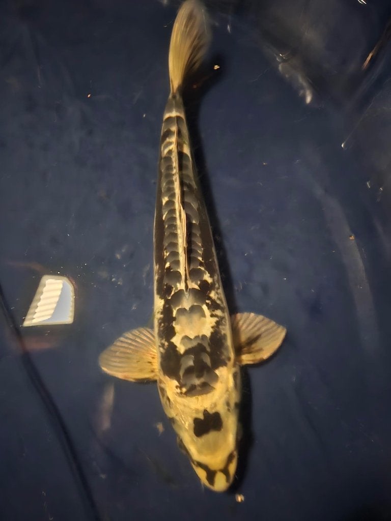 Kikokuryu japanse koi, Karper of Koi
