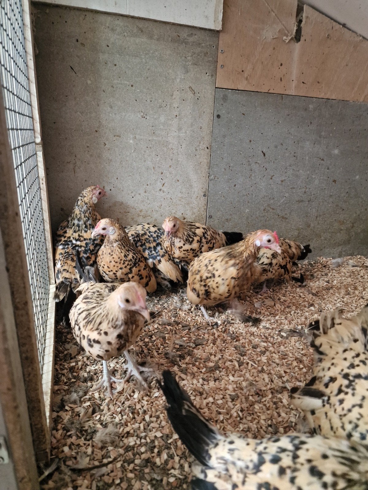 Java citroen porselein kippen en hanen, Dieren en Toebehoren, Pluimvee, Meerdere dieren, Kip