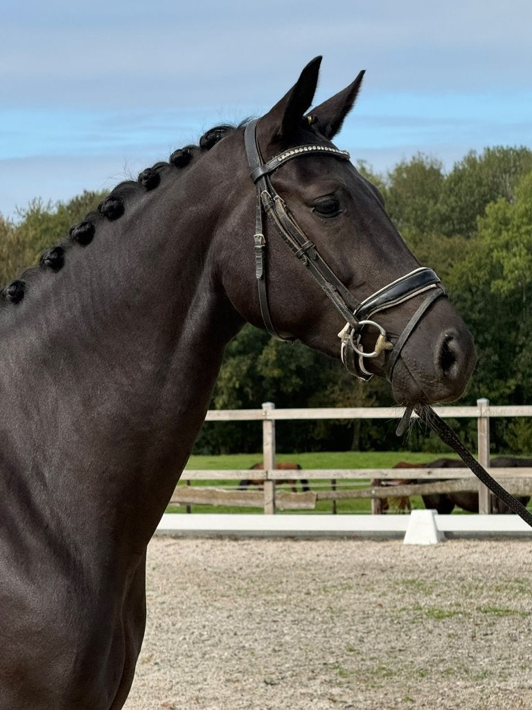kerngezonde extra bewegende 4jr GLAMOURDALE merrie.Toplijn!!, Merrie, Met stamboom, Dressuurpaard, Zadelmak