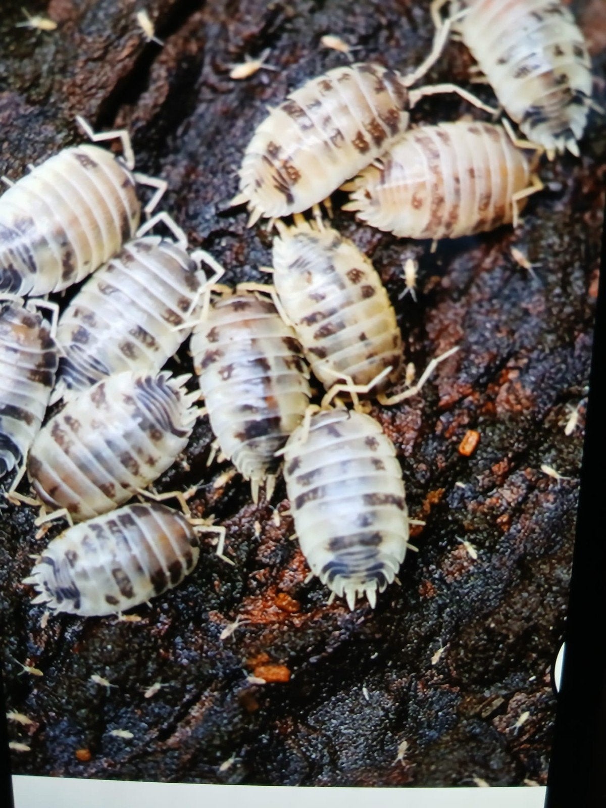 porcellio dairy cow isopods, Dieren en Toebehoren, Overige soorten