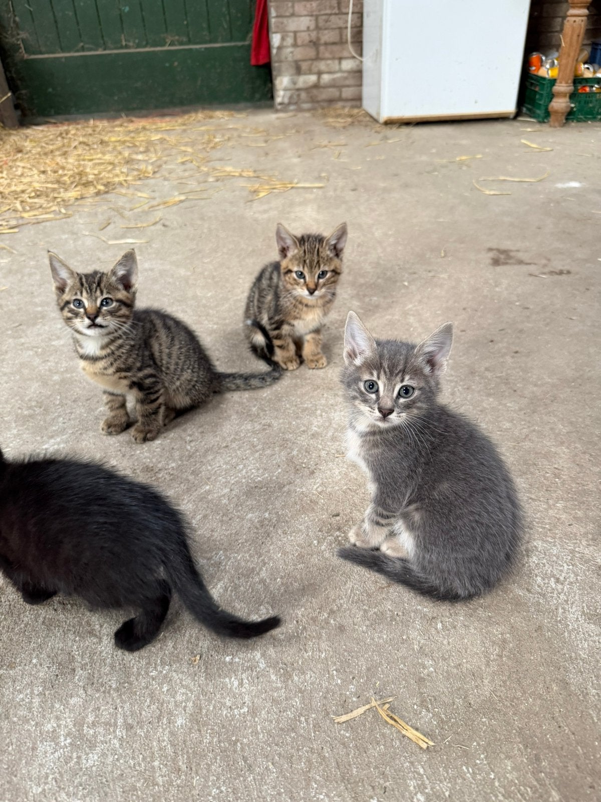 Boeren kittens ‍, Meerdere dieren