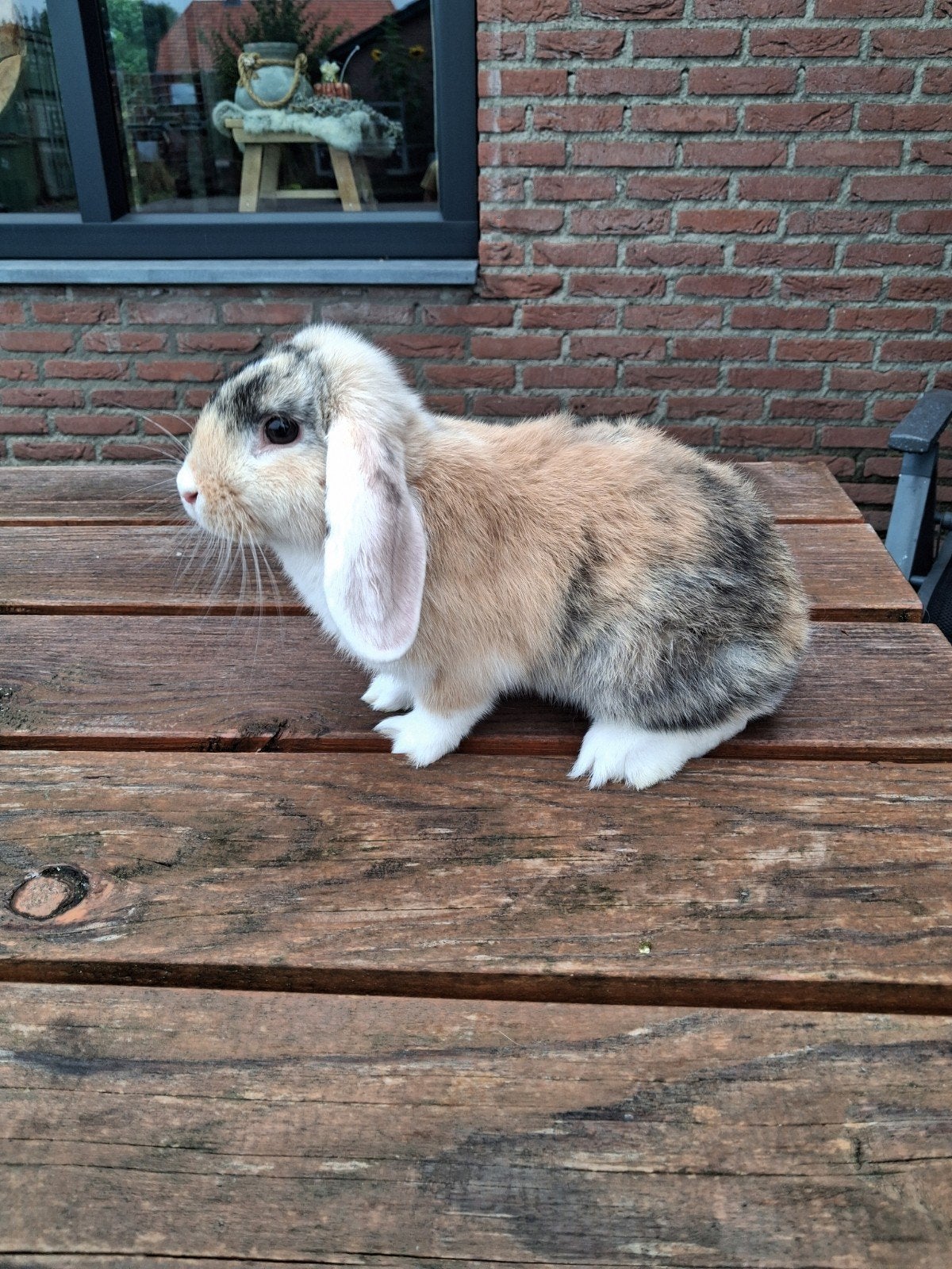 Hollandse hangoor middelgroot ram. 12 weken jong, Dieren en Toebehoren, Konijnen, Mannelijk, Middelgroot, Hangoor, 0 tot 2 jaar