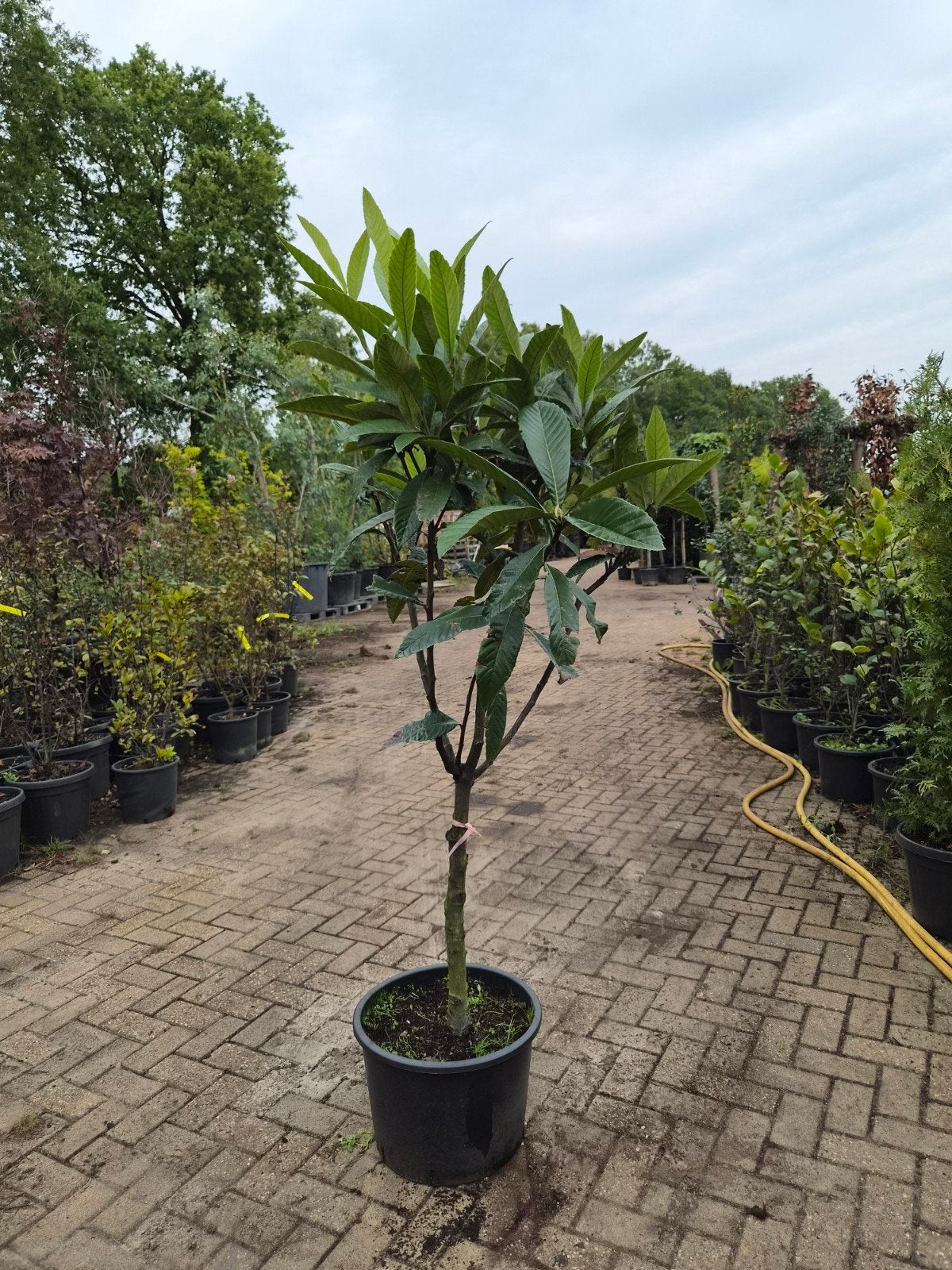 Eriobotrya japonica - Japanse Wolmispel, Ophalen of Verzenden, Overige soorten, Halfschaduw