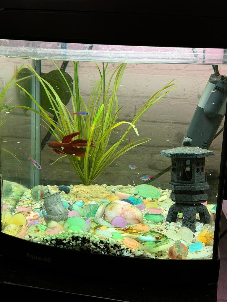 Aquarium, Ophalen of Verzenden, Zo goed als nieuw, Gevuld zoetwateraquarium