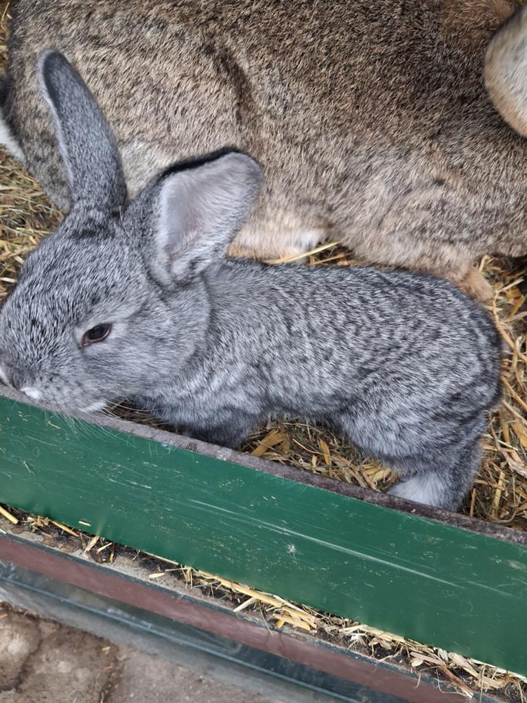 Chinchilla en konijngrijze jonge vlaamse konijnen, Dieren en Toebehoren, Konijnen, Meerdere dieren, Groot