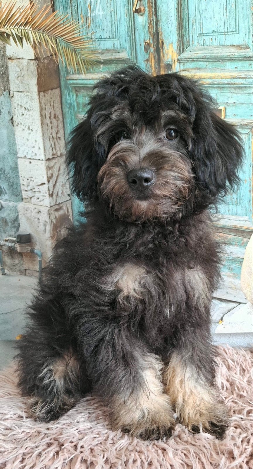 Super leuke, klein blijvend doodle pupje (pomapoo), Parvo, Overige rassen, 8 tot 15 weken, Meerdere