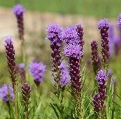 Zaden Lampepoetser - Liatris Spicata Kobold purper rose, Tuin en Terras, Verzenden, Volle zon