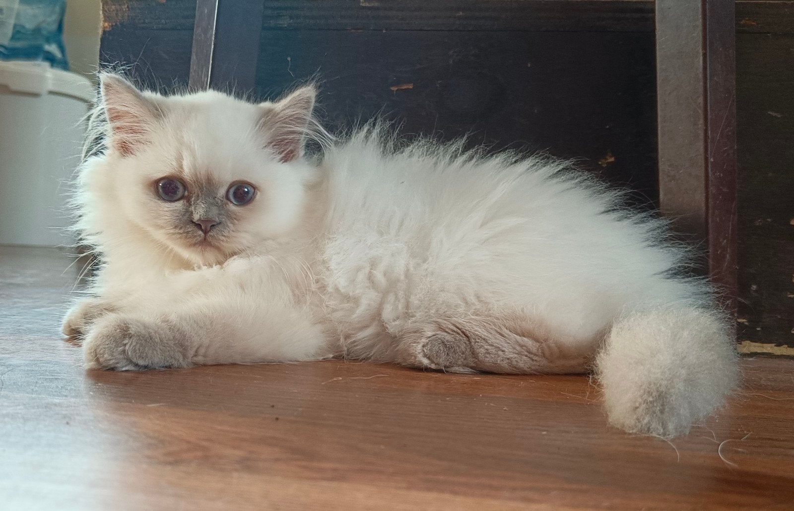 Lieve lilac point Brits langhaar kater, 2x geënt 2x DA check, Kater, Ontwormd, 0 tot 2 jaar