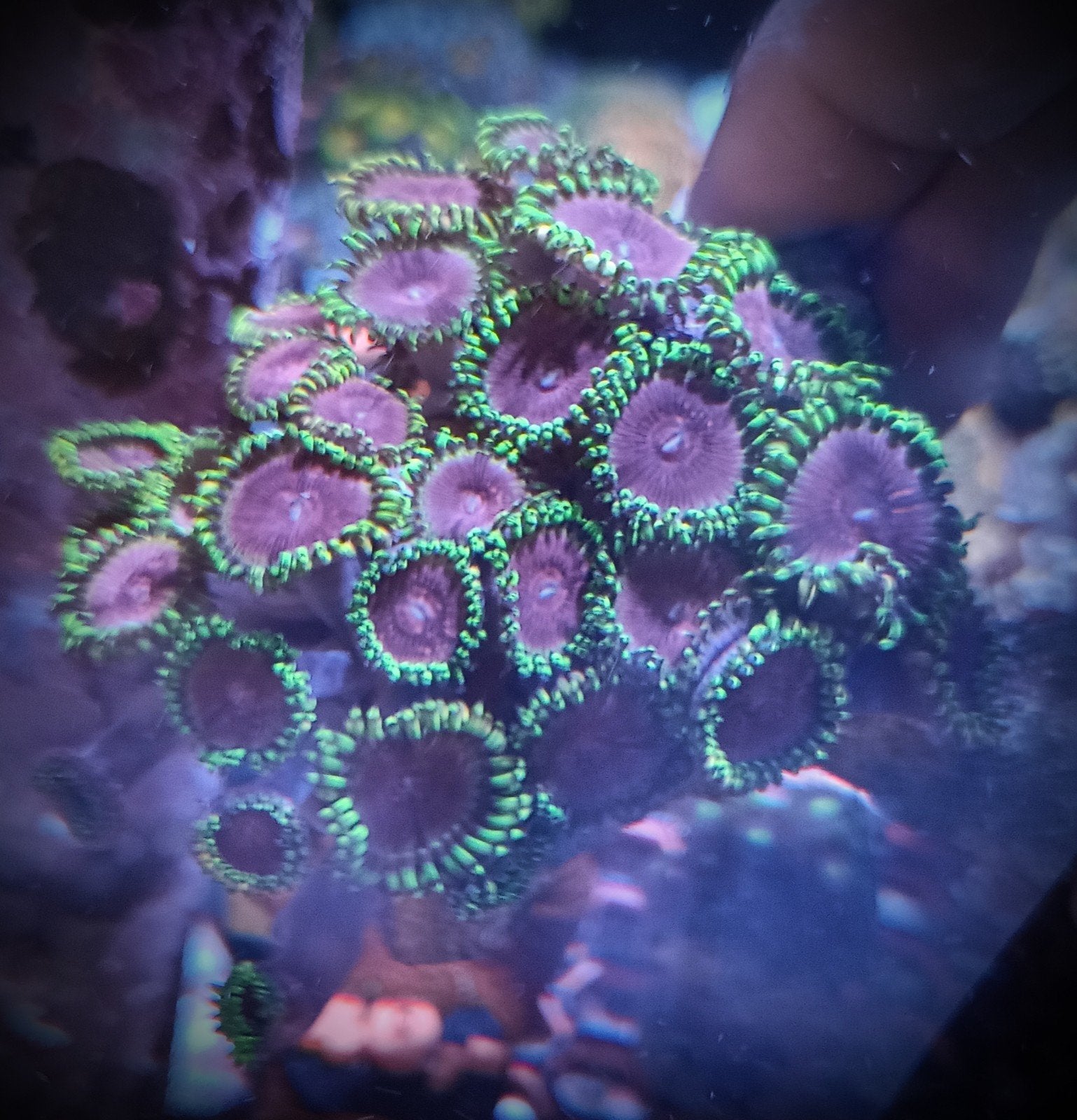 WYSIWYG Pink diamonds zoanthids, Dieren en Toebehoren, Vissen | Aquariumvissen, Vis