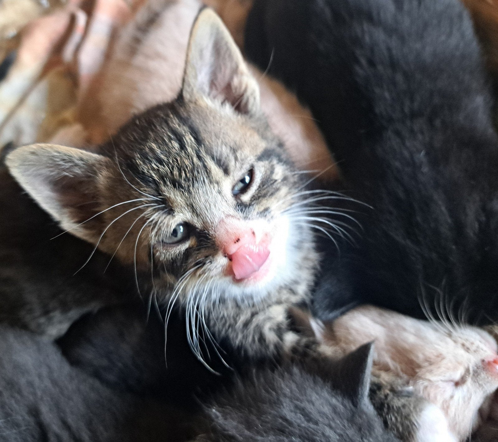 Prachtige kittens, Meerdere dieren, Kortharig, 0 tot 2 jaar