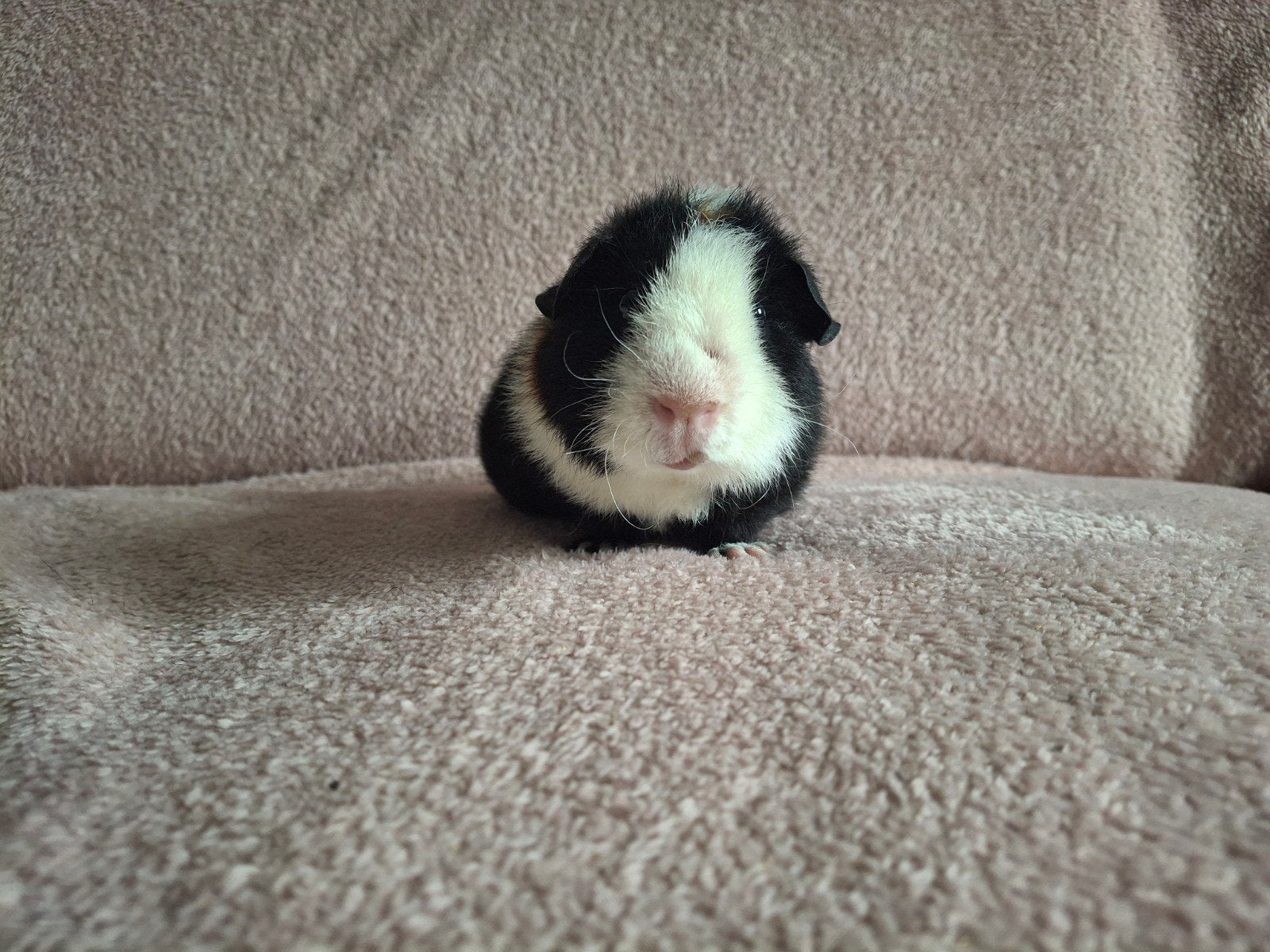 US Teddy beer, Dieren en Toebehoren, Knaagdieren, Cavia, Juni, Mannelijk, Tam