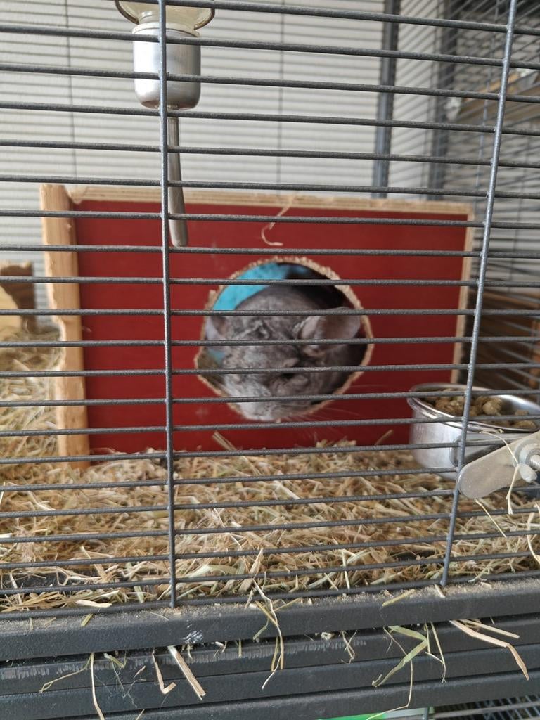 Grijze chinchilla opzoek naar liefdevol huis, Dieren en Toebehoren, Knaagdieren, Chinchilla, Mannelijk, Januari, Tam