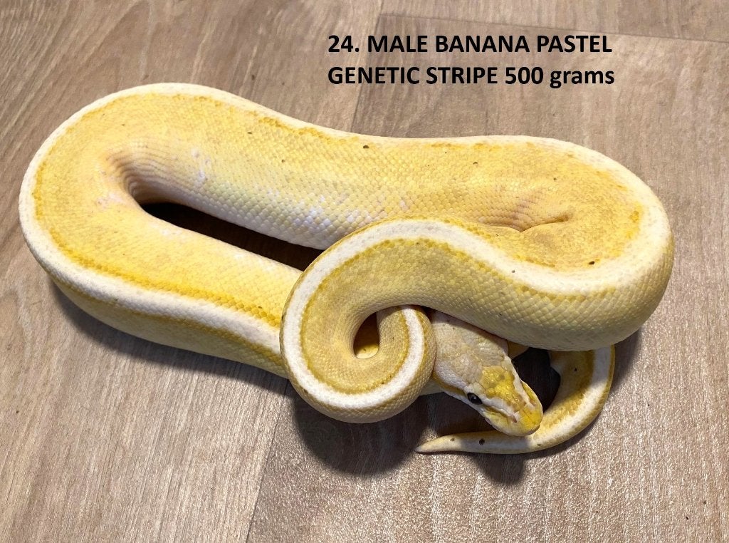 Koningspythons halwas en volwassen kweekdieren deel 1 Ball Python photo 24