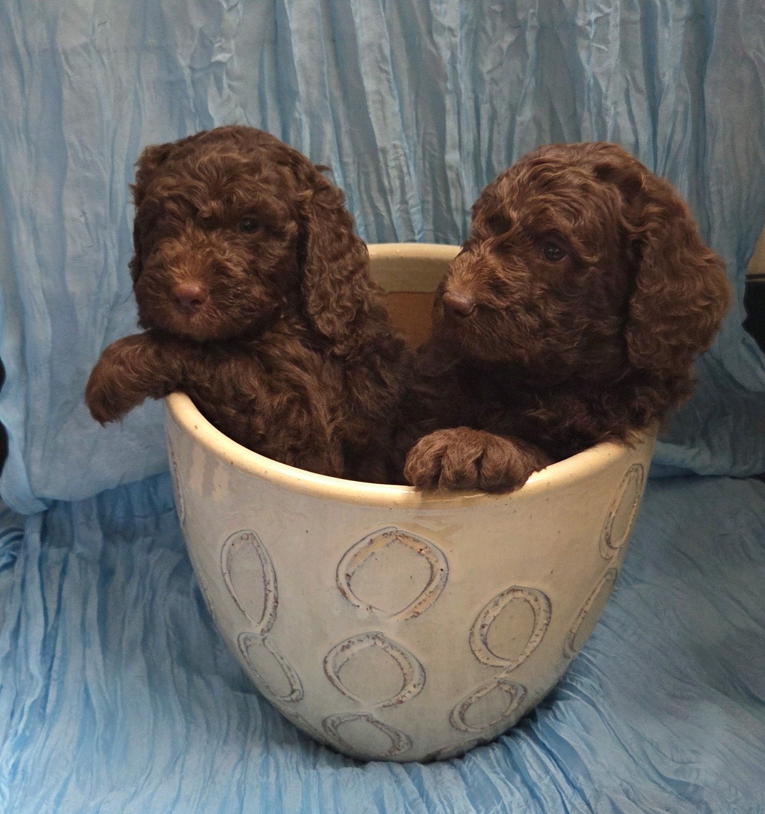 Labradoodle X Aussiedoodle pups, Overige rassen, 8 tot 15 weken, Meerdere, Meerdere dieren