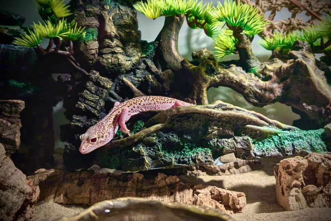 3 luipaardgekko’s incl toebehoren en terrarium Leopard Gecko - unknown for sale from pricilla