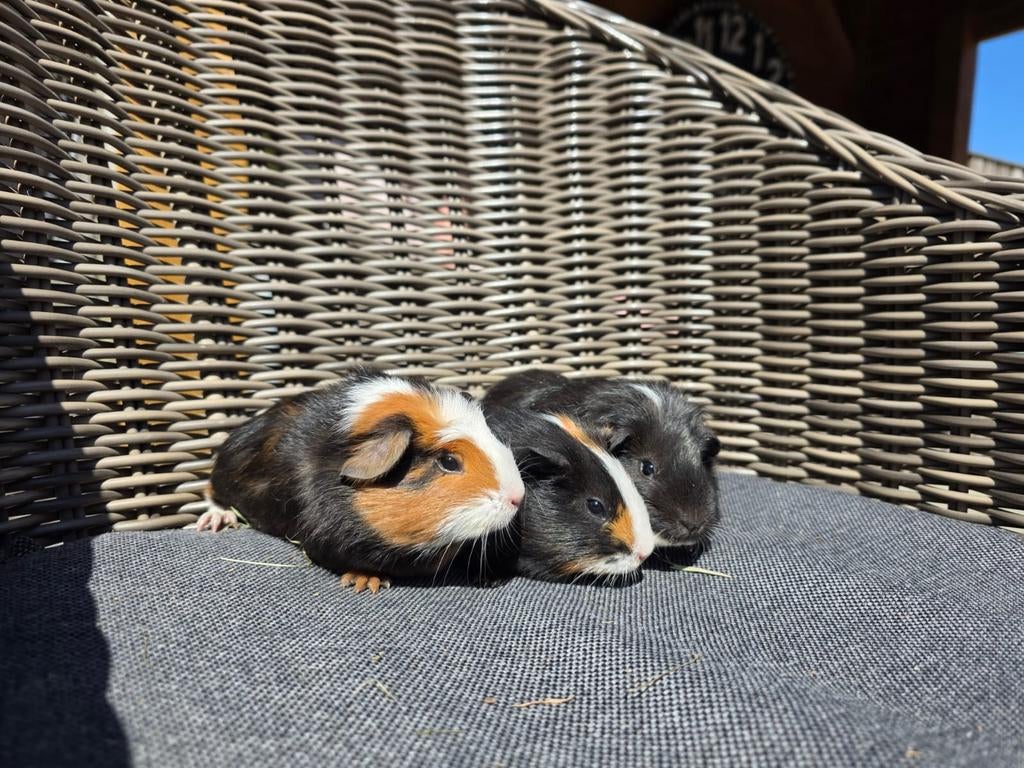 Jonge cavia's te koop, Meerdere dieren, Groot
