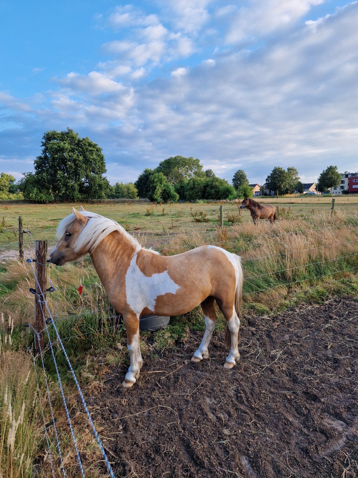 3 jarige Falabella hengst, Hengst, A pony (tot 1.17m), Met stamboom, 3 tot 6 jaar