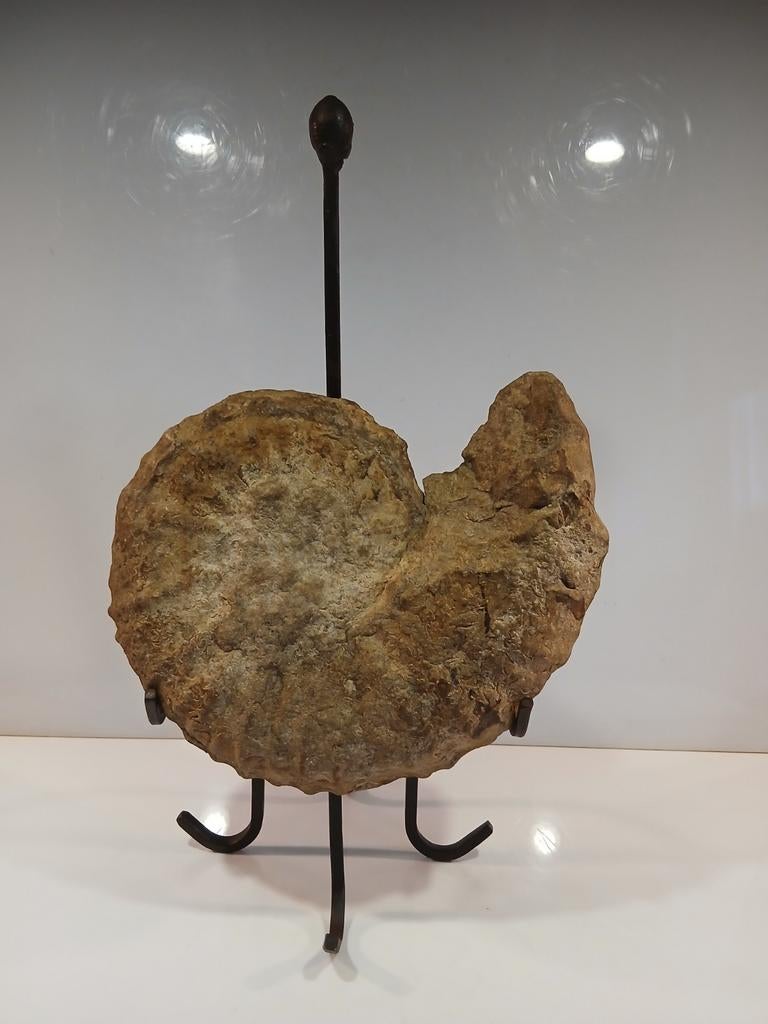 Fossiele Ammoniet op standaard, Ophalen of Verzenden, Fossiel