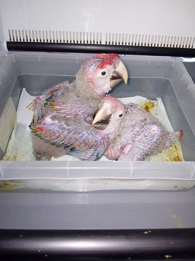 geelvleugel ara's, Meerdere dieren, Papegaai, Geringd