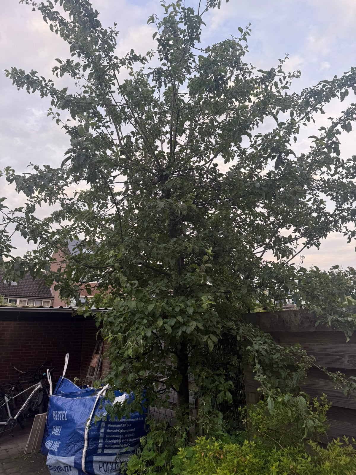 Sierappelboom, Tuin en Terras, Planten | Bomen, Ophalen of Verzenden, Volle zon, Overige soorten