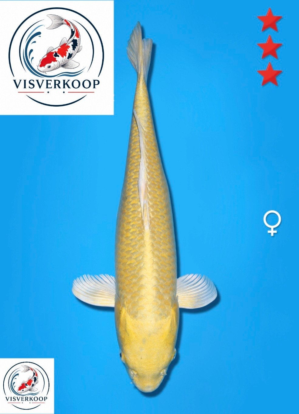 Koi Yamabuki Ogon Izumiya bloedlijn., Karper of Koi